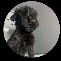 Rebel - Black female Giant Schnauzer puppy in Tabernash, Colorado from Schnauzer Paw Homestead