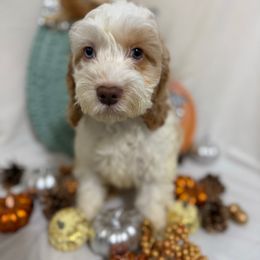 Aspen - Buff and white male Cockapoo puppy in Orem, Utah from Paradise Cockers