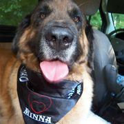 Leonberger All Grown Up from Ex Animo Leonbergers and WHD