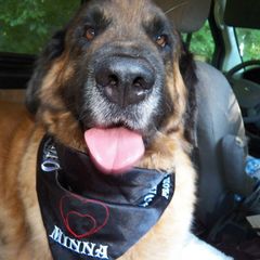 Leonberger All Grown Up from Ex Animo Leonbergers and WHD