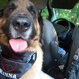 Leonberger All Grown Up from Ex Animo Leonbergers and WHD
