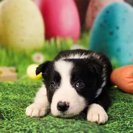 Elizabeth - Black and white female Border Collie puppy in Avilla, Indiana from Borderline Kennels