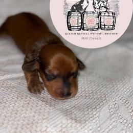 Jinny - Sable female Dachshund puppy in Mt. Sterling, Kentucky from Decadent Doxies of KY