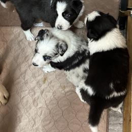 Border Collie Puppies from Roaring River Border Collies