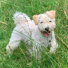 Pumi Puppies from Catskill Pumi