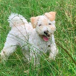 Pumi Puppies from Catskill Pumi