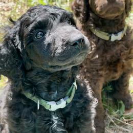 Poodle Puppies from Creek Side Kennels
