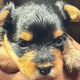 Cashmere - Black and gold female Yorkshire Terrier puppy in Tyler, Texas from YorkiStars
