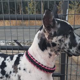 Mia - Great Dane
