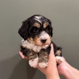 Bernedoodle Puppies from Anchorage Bernedoodles