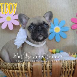 Teddy Altman - Fawn female French Bulldog puppy in Loxahatchee, Florida from Blue Wonder Frenchies