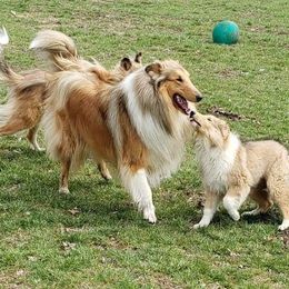 Collie Puppies from Plum Creek Collies