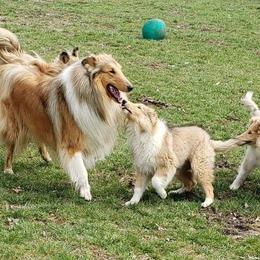 Collie Puppies from Plum Creek Collies