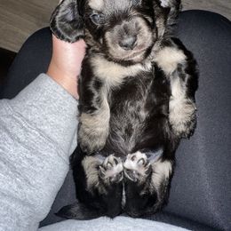 Belle - Black and cream female Dachshund puppy in Mascot, Tennessee from Magnolia Pearl Dachshunds