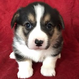 Pembroke Welsh Corgi Puppies from Bluebonnet TLC Kennels