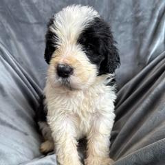 Girl 2 - Black and white female Saint Berdoodle puppy in San Antonio, Texas from Mammoth Doodles