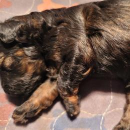 Patrick - Sable male Poodle puppy in Vinemont, Alabama from RottenDog's Poodles