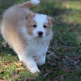 Girl 1 - Gold female Border Collie puppy in Tylertown, Mississippi from Cool Meadow Farms