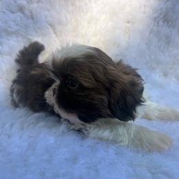 Boy 2 - Liver and white male Shih Tzu puppy in Tenino, Washington from Fantasy Realm Shih Tzus