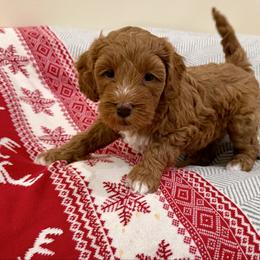 Poinsettia - Red  female Goldendoodle puppy in Jones, Michigan from KaZoo Doodles