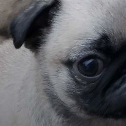 Pugs from Daisy Neese's Pugs