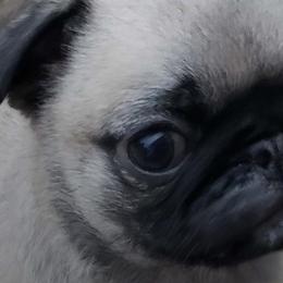 Pugs from Daisy Neese's Pugs