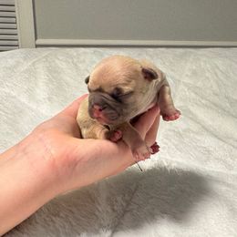Sugar - Fawn female French Bulldog puppy in Salisbury, Maryland from 77 Frenchies Maryland