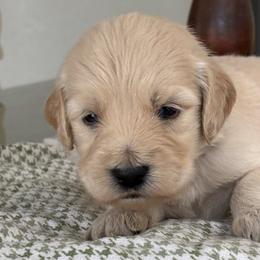 Purple Girl - Cream female Goldendoodle puppy in Colorado Springs, Colorado from Pikes Peak Doodles