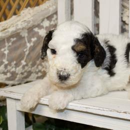 Black Tri Male - Phantom male Poodle puppy in Belgreen, Alabama from Scott’s Farm Poodles and Doodles