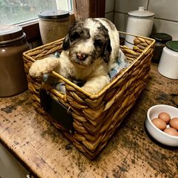 Yellow collar - Parti female Goldendoodle puppy in Sanderson, Florida from Serenity Goldendoodles