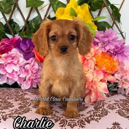 Charlie - Ruby male Cavalier King Charles Spaniel puppy in Hollywood, Florida from World Class Cavaliers