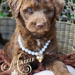 Maisie -  - Price 1850 - Brown and white female Aussiedoodle puppy in Ennis, Texas from God’s Little Aussies