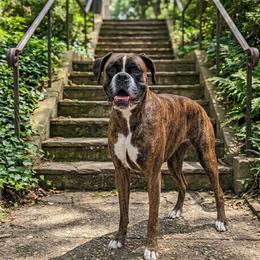 Raya - Boxer