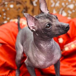 Jamaica (Ha-my-ka) - Gray female Xoloitzcuintli puppy in Sunnyside, Washington from Xolos Jazmin