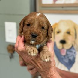 Ella - Red  female Goldendoodle puppy in Wharton, Texas from Little Fur Friends