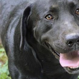Labrador Retrievers from Campbell Valley Labradors
