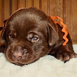 Orange - Chocolate male Labrador Retriever puppy in Gainesville, Georgia from Rucker Retrievers