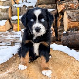 Cedar - Black tri male Miniature American Shepherd puppy in Idaho Falls, Idaho from Sugartop Minis