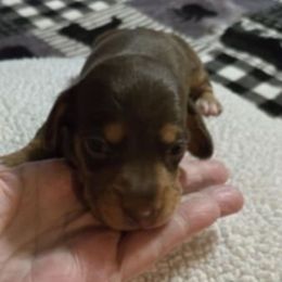 Girl 1 - Chocolate and tan female Dachshund puppy in Edinburg, Virginia from Hunter Lane Dachshunds