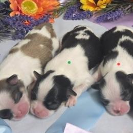 Black Tan Boy (green) - Black tan and white male Japanese Chin puppy in Tulsa, Oklahoma from Locust Creek Pugs & Japanese Chin's