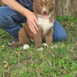 Bear - Red and white male Siberian Husky puppy in Louisville, Kentucky from Wild Hunt Huskies
