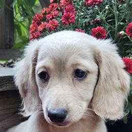 Alice - Cream female Dachshund puppy in Ovett, Mississippi from Anytime Dachshunds by D.B.
