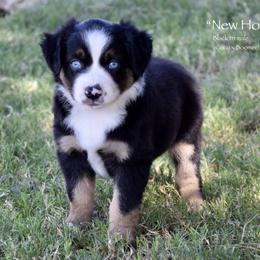 New Holland - Black tri male Miniature Australian Shepherd puppy in Evant, Texas from Lazy VT Bar Ranch