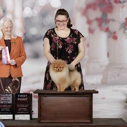 Pomeranians from VESPER POMERANIANS
