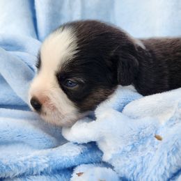 Btf - Black tri female Miniature Australian Shepherd puppy in Lakeland, Florida from Sunshine Mini Aussies