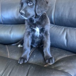 Boy 1 - male Golden Mountain Dog puppy in Wyoming from Great Basin BMD