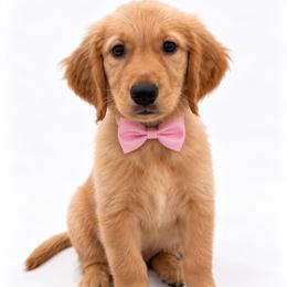 Cotton Candy - Golden female Golden Retriever puppy in Chicago, Illinois from Urbane Retrievers