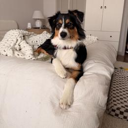 Millie - Black tri-color female Australian Shepherd puppy in Princeton, West Virginia from Nana's Wild and Wonderful Aussies