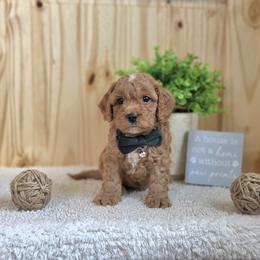 F1B Meet Pierre' - Red male Cavapoo puppy in Centerville, Iowa from Barnyard Dachshunds, Dals & Doodles