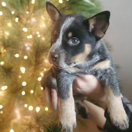 Sunflower - Blue female Australian Cattle Dog puppy in Monterey, Tennessee from Quarter Acre Farms